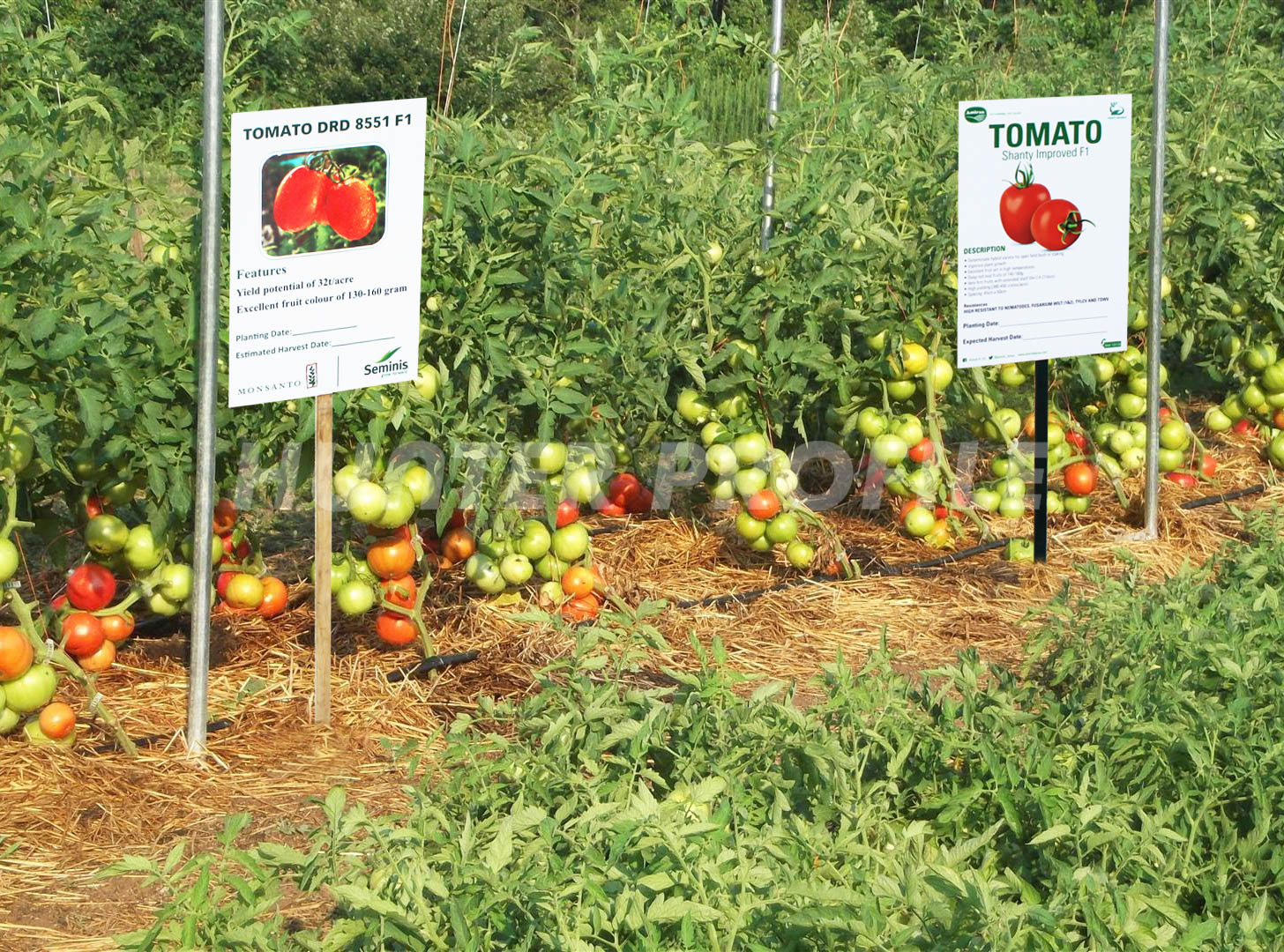 tomatoes-plantation with placard
